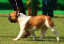 Bengal to soon have 375 fair price medicine shops for pet animals, birds