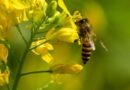 Honeybee attack during ‘Jawara Visarjan’ ritual in MP village leaves over 20 injured