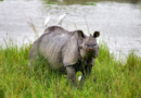 Kaziranga records 4.58 lakh tourists in 2025-26; footfall rises 8.5 pc
