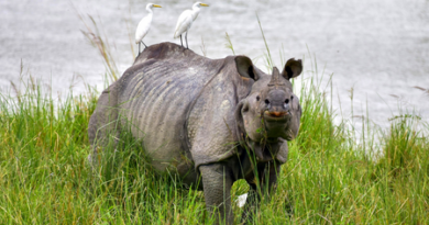 Kaziranga records 4.58 lakh tourists in 2025-26; footfall rises 8.5 pc